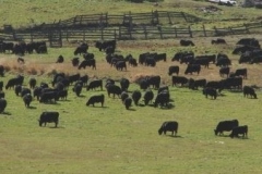 Cows-in-Calving-feild-Oct-2009