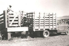 Dave-loading-Cattle-1971