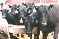 GAR-Erica-Heifers