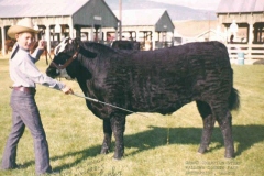 Jeff-showing-Cattle-WC-Fair-2