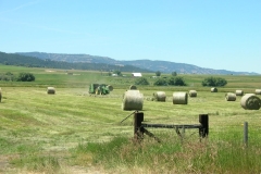Round-Bales-Green
