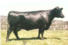 Sitz-Emma-E-3039-Heifer-2