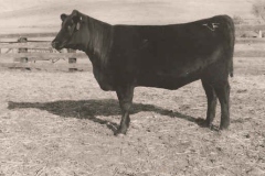 Sitz-Emma-E-3039-Heifer