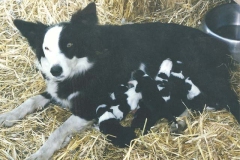 Split-and-her-litter