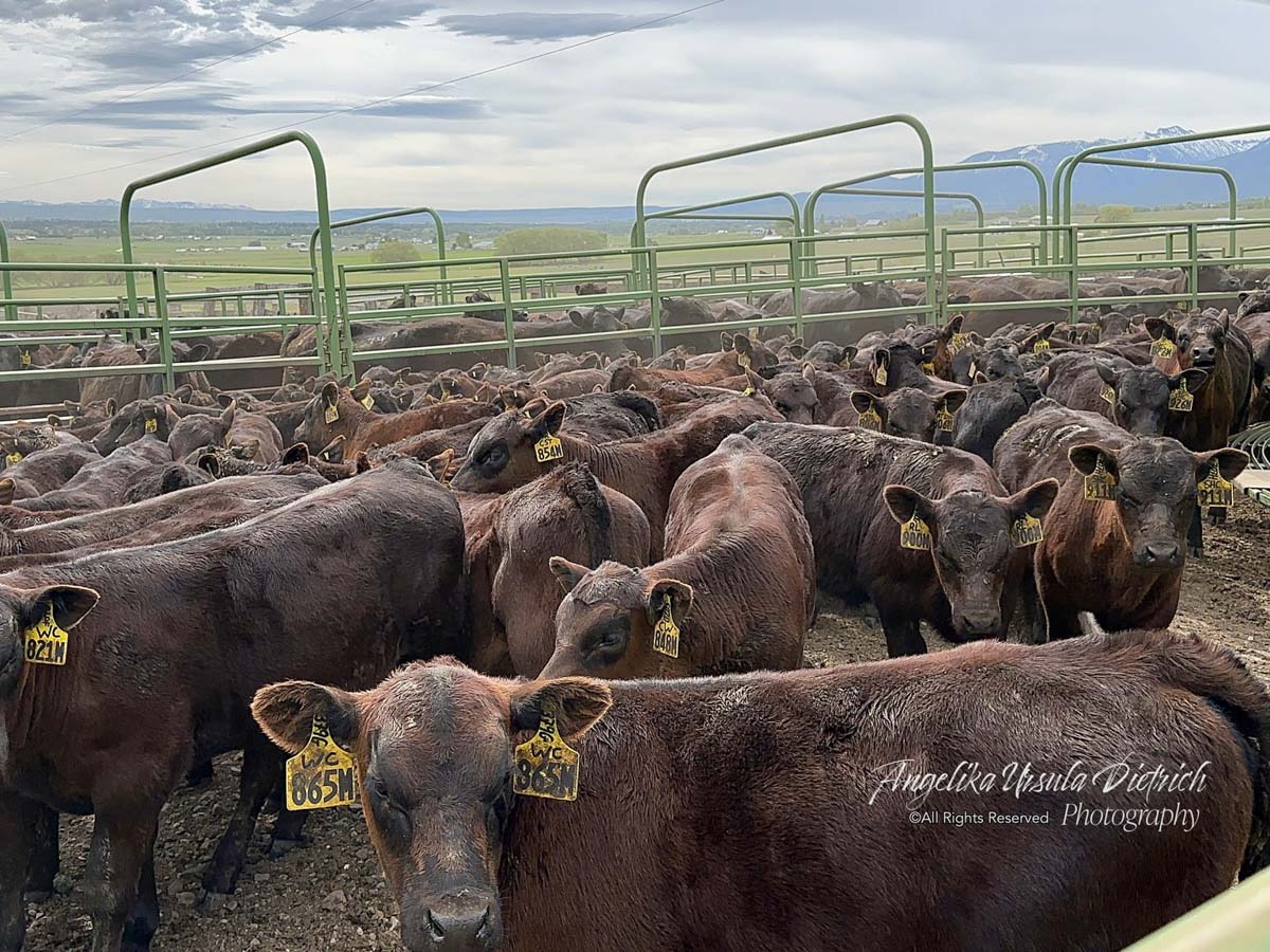Life at Highview Angus Ranch – Getting ready for the annual breeding project – Part 2