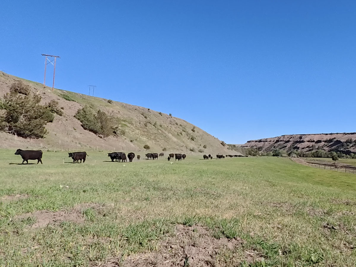 Gathering Cattle at Highview Angus Ranch